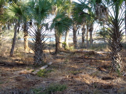 DSC04467.JPG