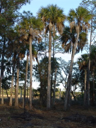 DSC04524.JPG